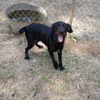 A young small-sized male Terrier dog named Dover for adoption in Danbury, CT
