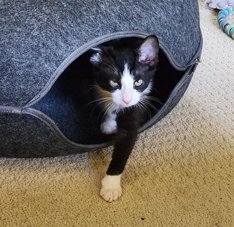 A baby small-sized male Black & White / Tuxedo Tuxedo cat named Henry for adoption in Burbank, CA