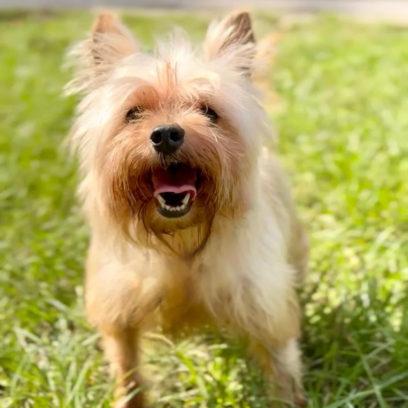 A senior small-sized male Yellow / Tan / Blond / Fawn Yorkshire Terrier dog named Peanut Jones for adoption in Houston, TX