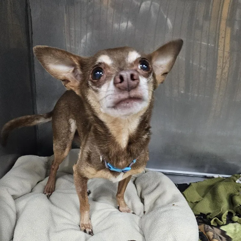 A senior small-sized male Brown / Chocolate Chihuahua dog named Little Taco for adoption in Pasadena , MD