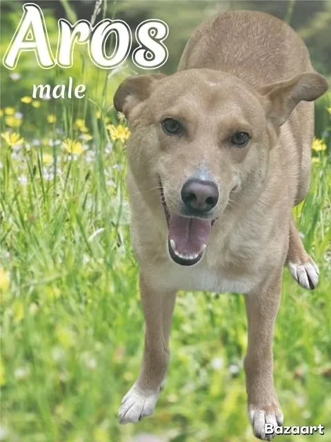 An adult medium-sized male Husky dog named Aros for adoption in Manchester, CT