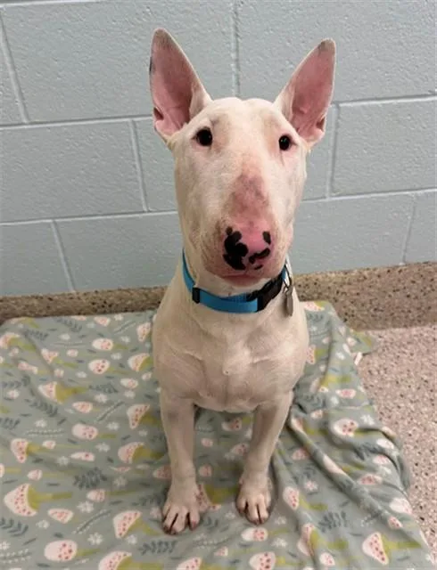 A young medium-sized male Bull Terrier dog named Archibald for adoption in Brighton, CO