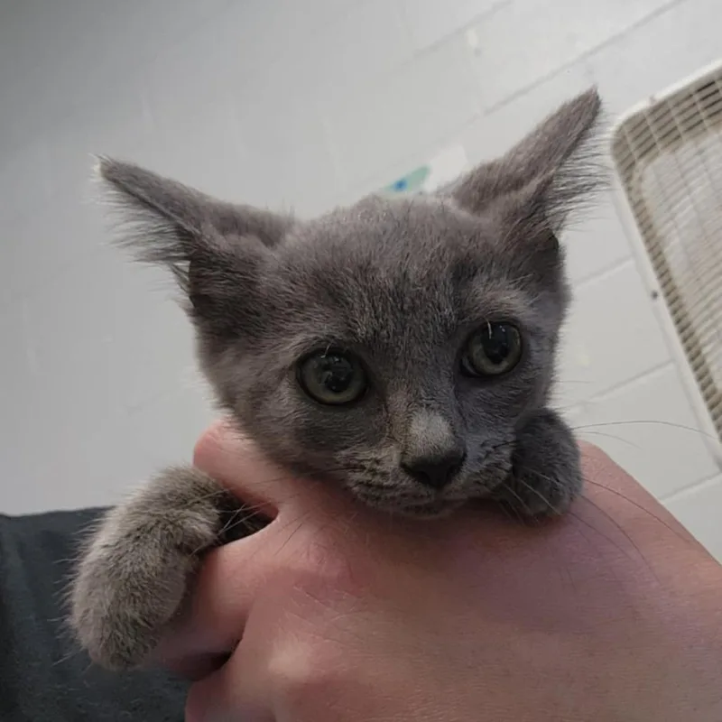 A young small-sized female Gray / Blue / Silver Domestic Short Hair cat named Scrub brush for adoption in Jeffersonville, IN