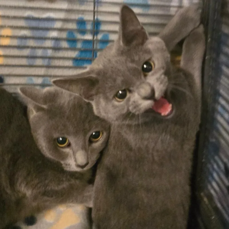 Captain Jack Sparrow