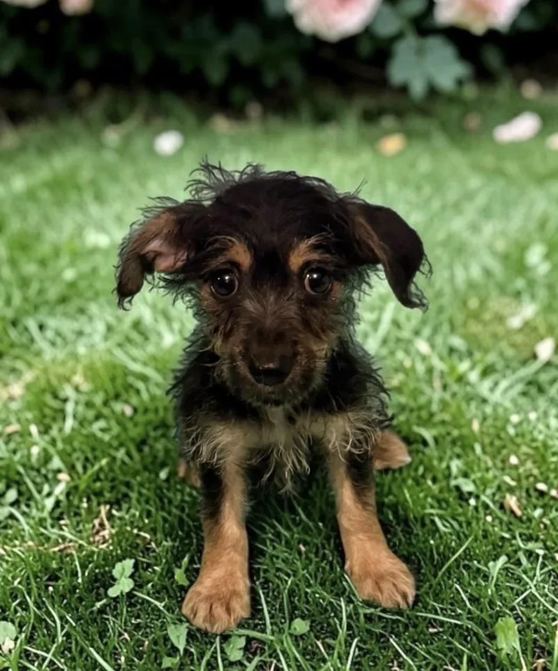 A baby small-sized female Tricolor (Brown, Black, & White) Wire Fox Terrier dog named Myrtle for adoption in Oceanside, CA