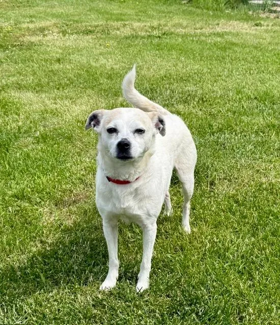 An adult small-sized female Terrier dog named Janet for adoption in Shorewood, IL
