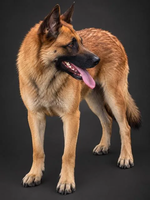 A young large-sized female German Shepherd Dog dog named Lily for adoption in Winter Haven, FL