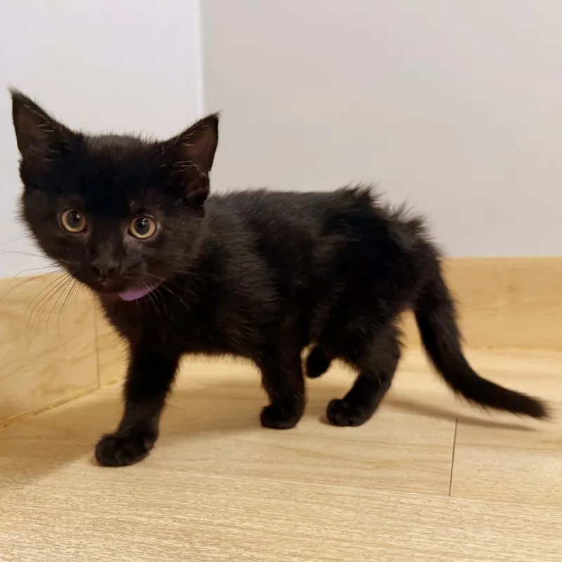 A baby small-sized male Black Domestic Short Hair cat named Ghost C for adoption in Minnetonka, MN