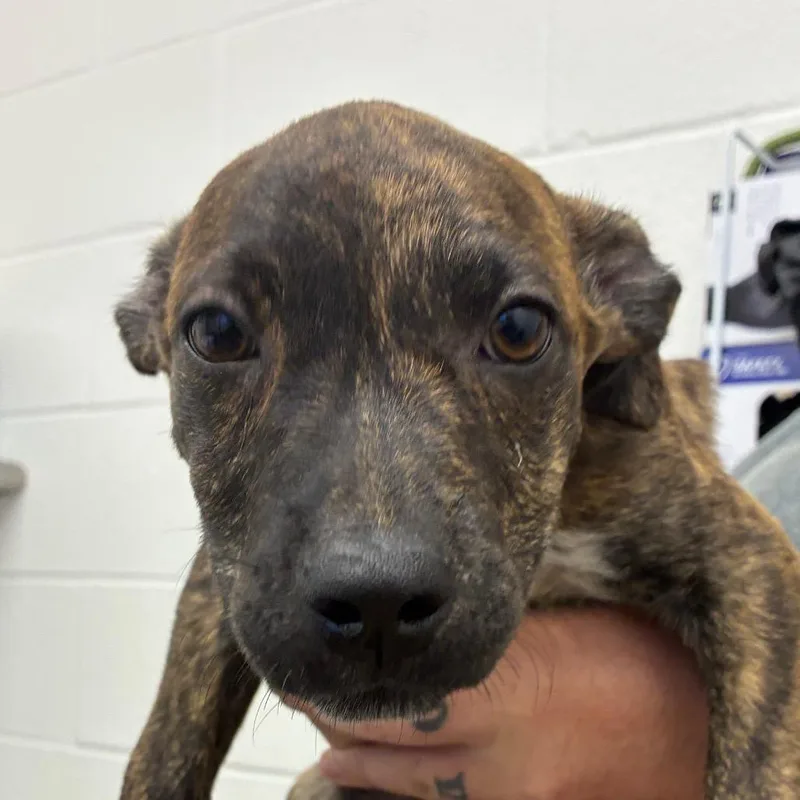 A baby small-sized male Brindle Terrier dog named Jet for adoption in Corpus Christi, TX