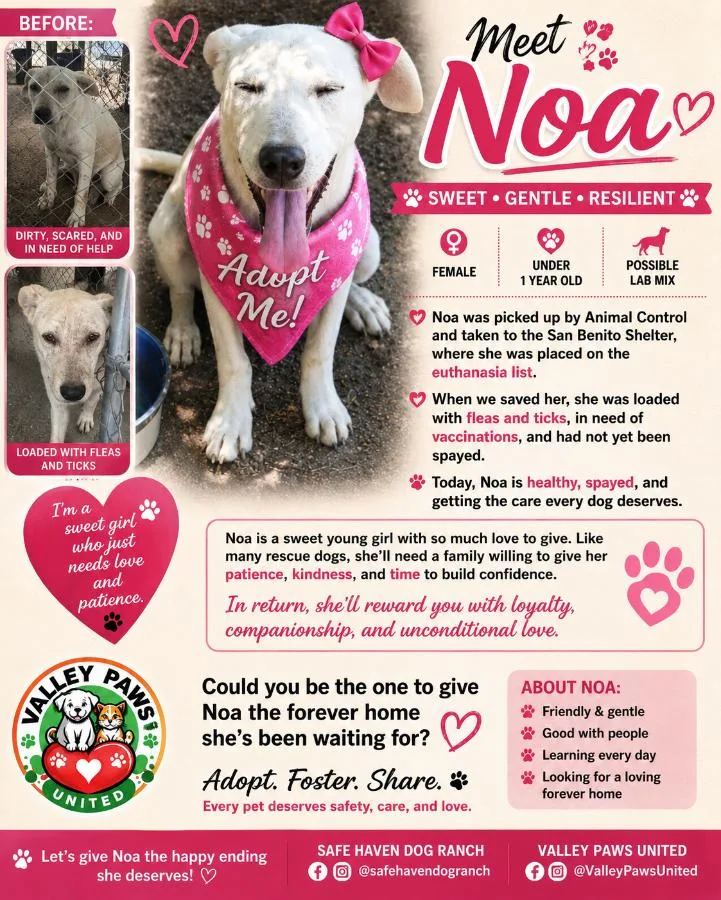 A young small-sized female White / Cream Jack Russell Terrier dog named Noa for adoption in MISSION, TX