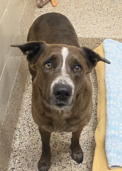 An adult large-sized female Mixed Breed dog named Drizzle for adoption in Aiken, SC
