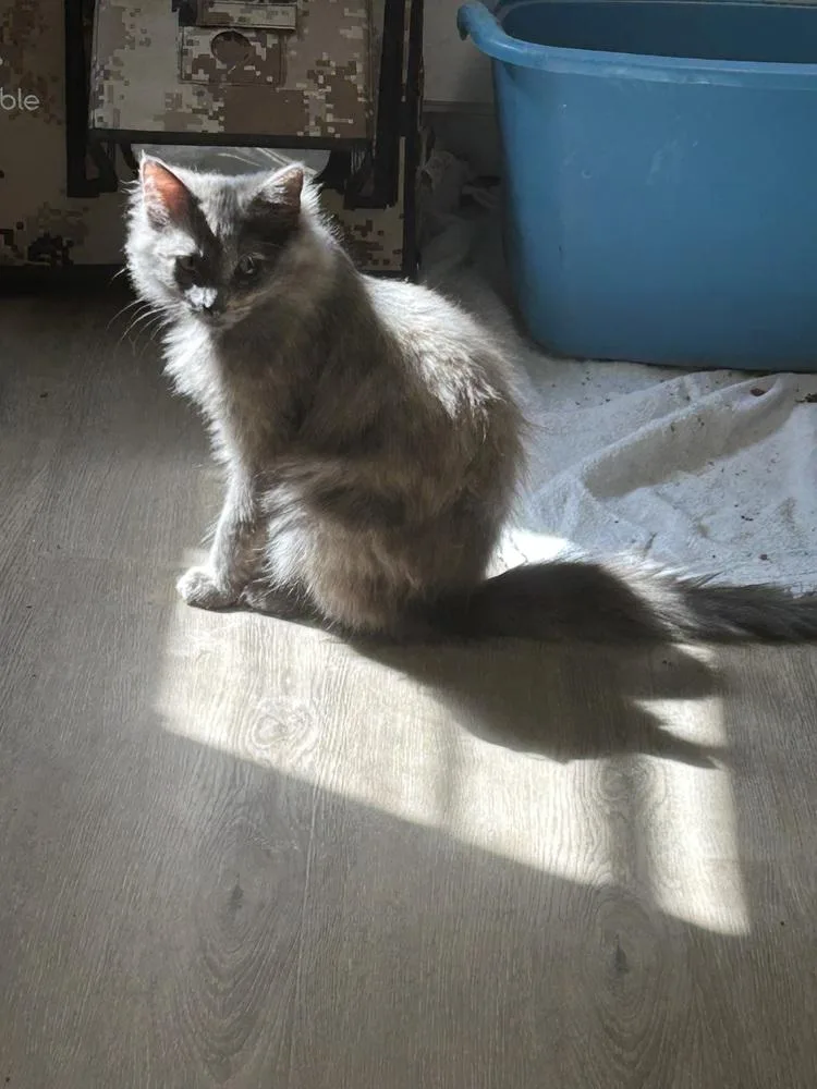 Marigold thumbnail 4