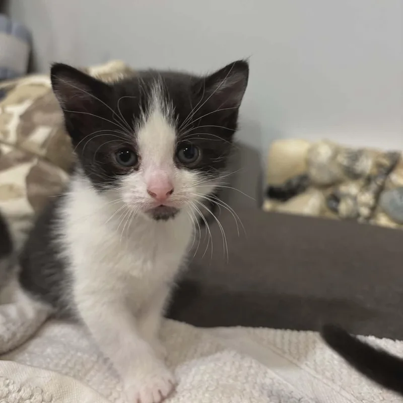 A baby small-sized female Black & White / Tuxedo Domestic Short Hair cat named Splash for adoption in Bayonne, NJ