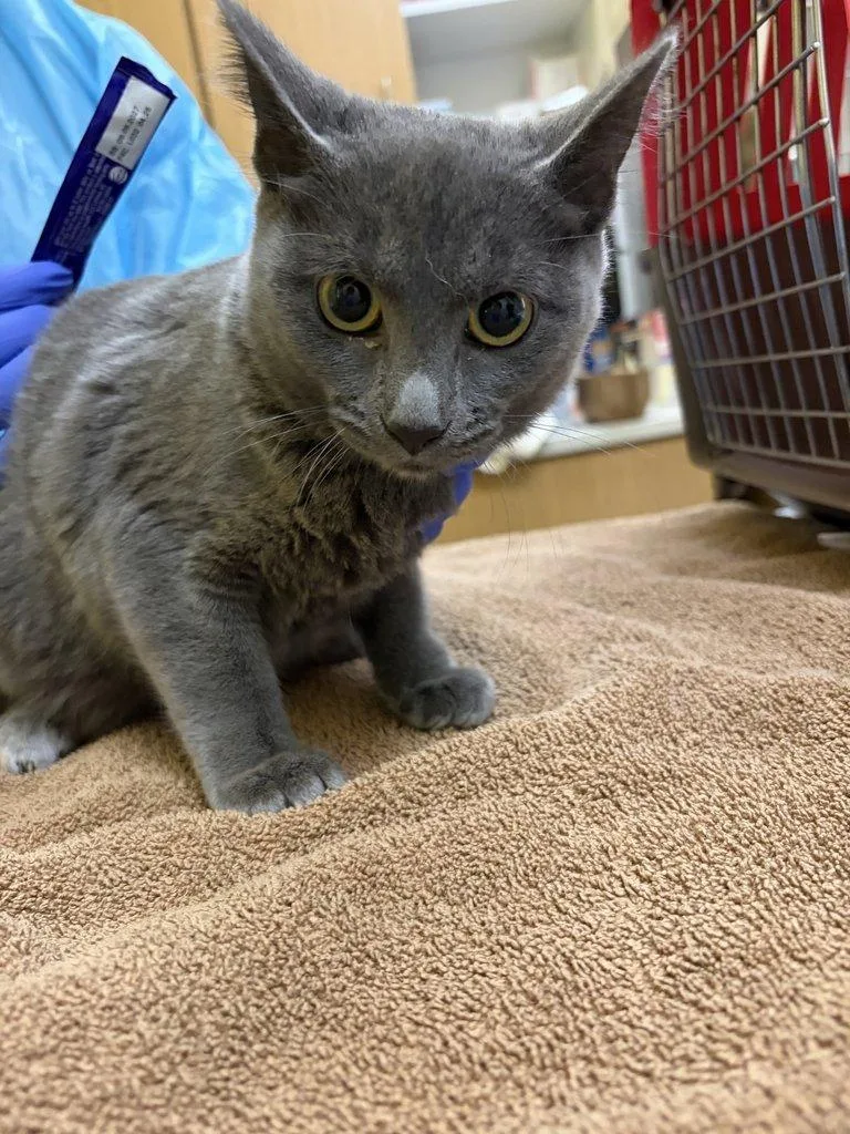 A baby small-sized female Gray / Blue / Silver Domestic Short Hair cat named Dovie for adoption in Raleigh, NC