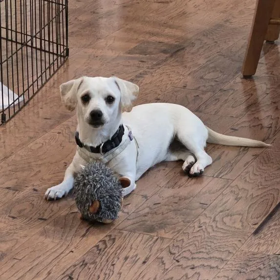 An adult small-sized female White / Cream Miniature Dachshund dog named Paloma for adoption in Raleigh, NC