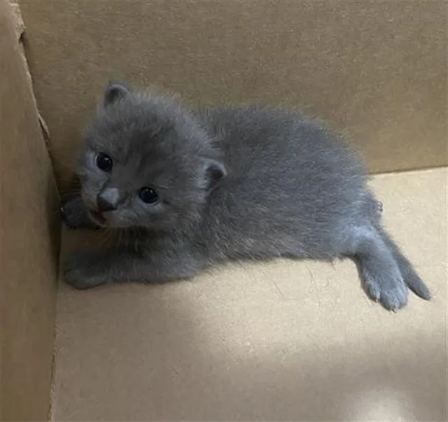A baby medium-sized male Domestic Short Hair cat named Linkin for adoption in Dallas, TX
