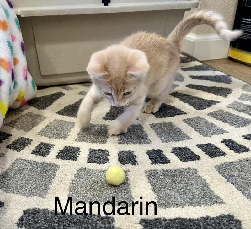 Mandarine thumbnail 2