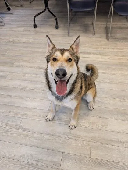 Simba