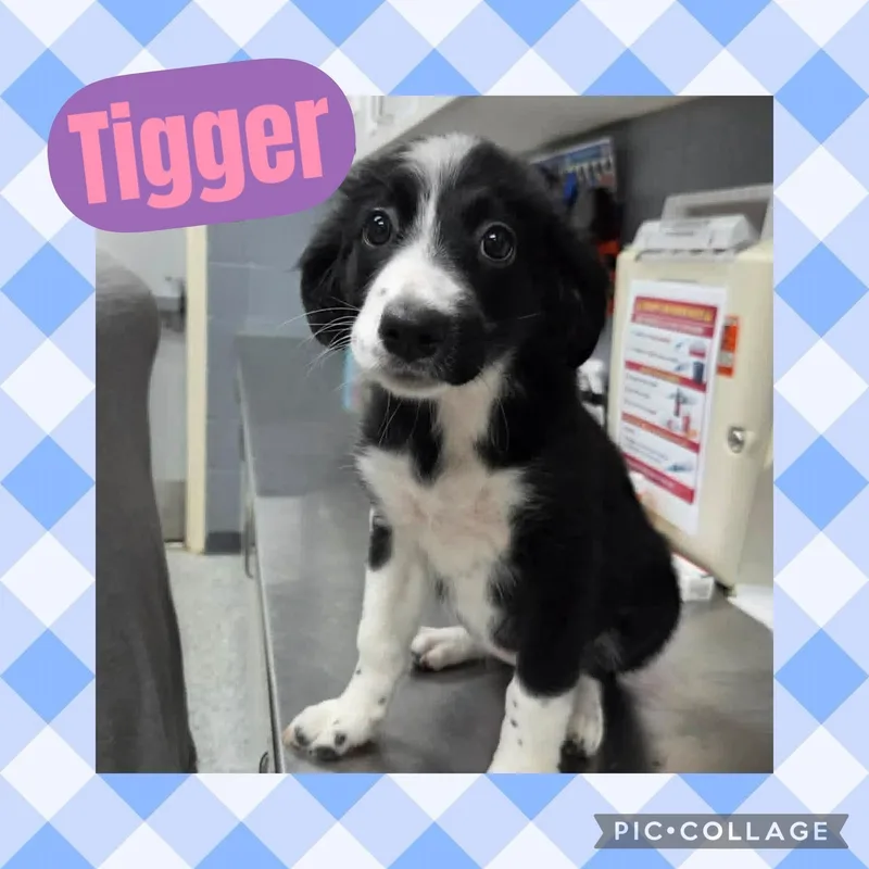 Tigger