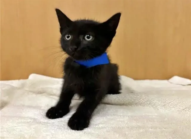A baby small-sized male Domestic Short Hair cat named Bevo for adoption in Saint Louis, MO