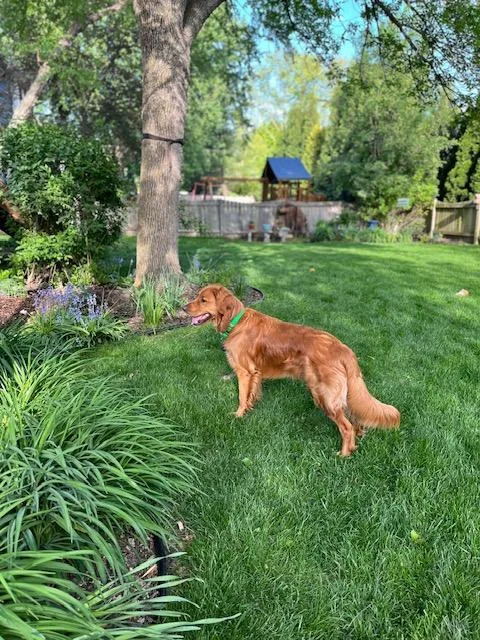 A young medium-sized male Golden Retriever dog named Stanley for adoption in Mchenry, IL