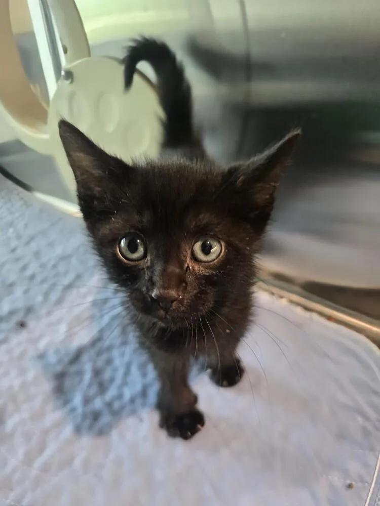 A baby small-sized male Black Domestic Short Hair cat named Spam for adoption in Wellington, KS