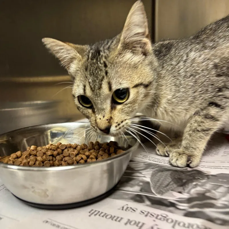 A baby small-sized female Brown / Chocolate Domestic Short Hair cat named Martha for adoption in Galveston, TX