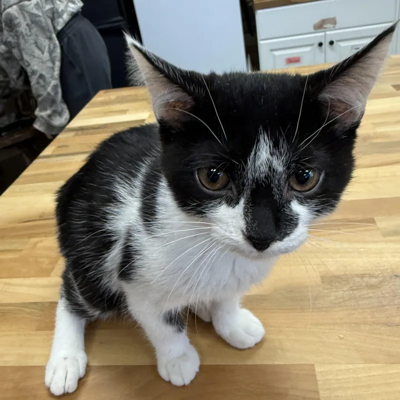 A baby medium-sized male Black & White / Tuxedo Domestic Short Hair cat named Gray for adoption in Hamburg, NY