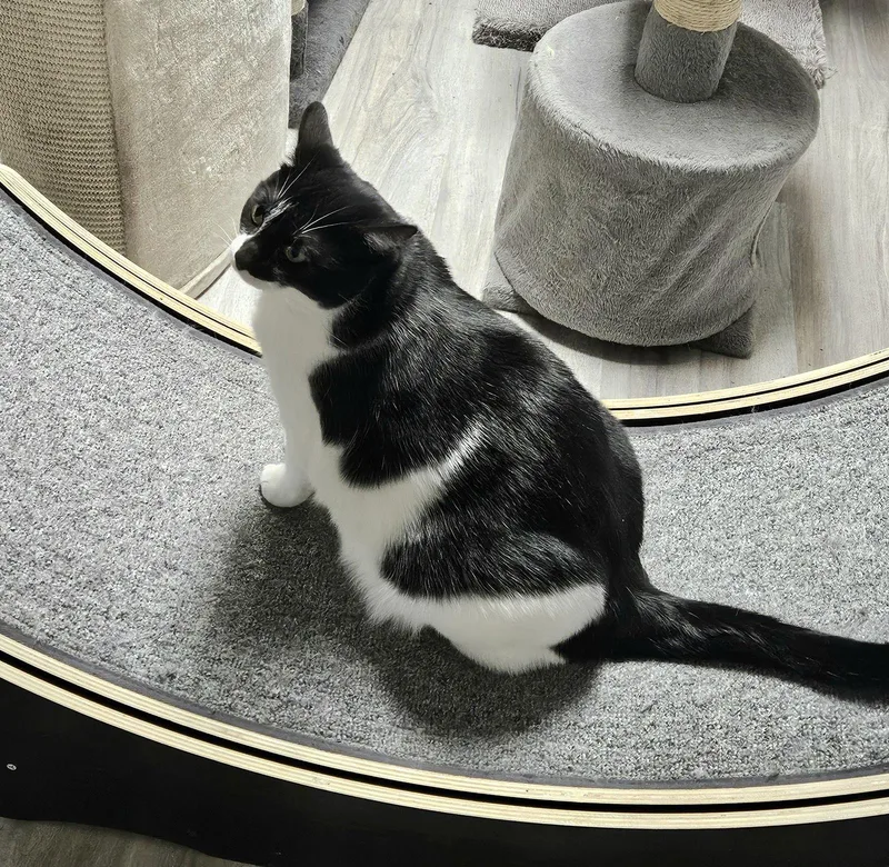 An adult medium-sized female Domestic Short Hair cat named Tulip for adoption in Greenfield, IN