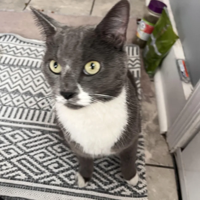 A young medium-sized female Gray & White Domestic Short Hair cat named Gracie affectionate lap cat for adoption in West Chester, PA