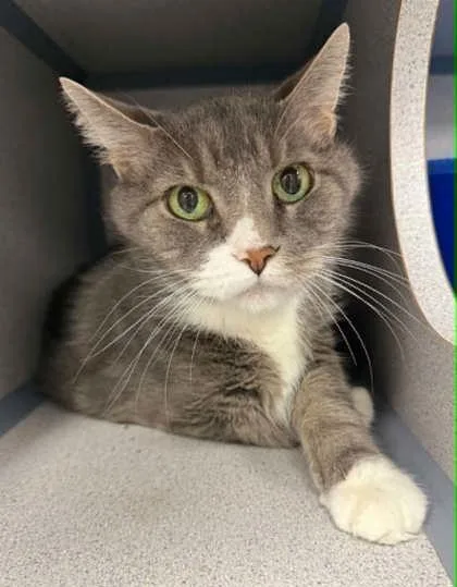 A senior small-sized male Domestic Short Hair cat named Geist KatzeSPONSORED! for adoption in Bowling Green, KY
