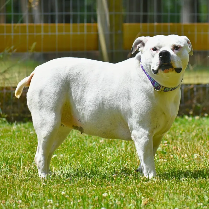 An adult medium-sized female White / Cream Mixed Breed dog named Gertrude for adoption in Mebane, NC