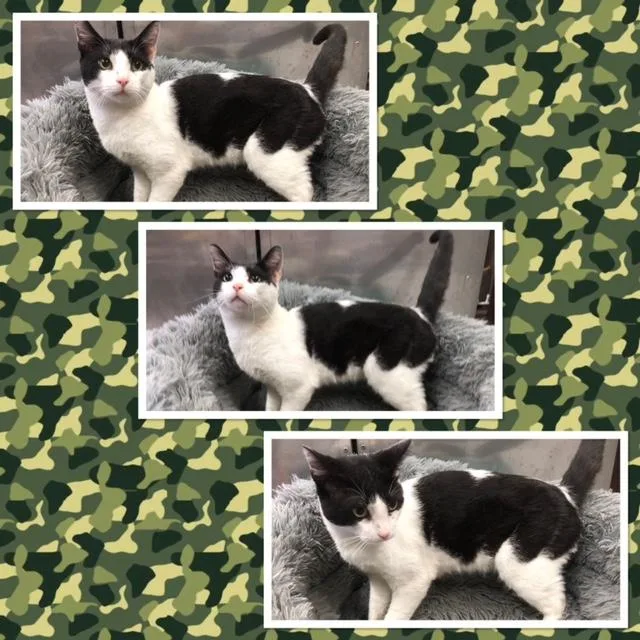 A young medium-sized male Black & White / Tuxedo Domestic Short Hair cat named Joe for adoption in Buckhannon, WV
