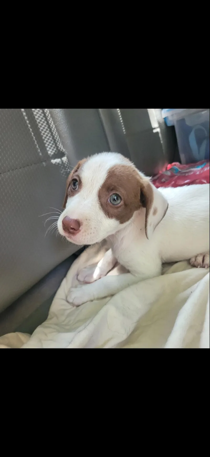 A baby medium-sized female Mixed Breed dog named Dumped for adoption in seaside heights, NJ