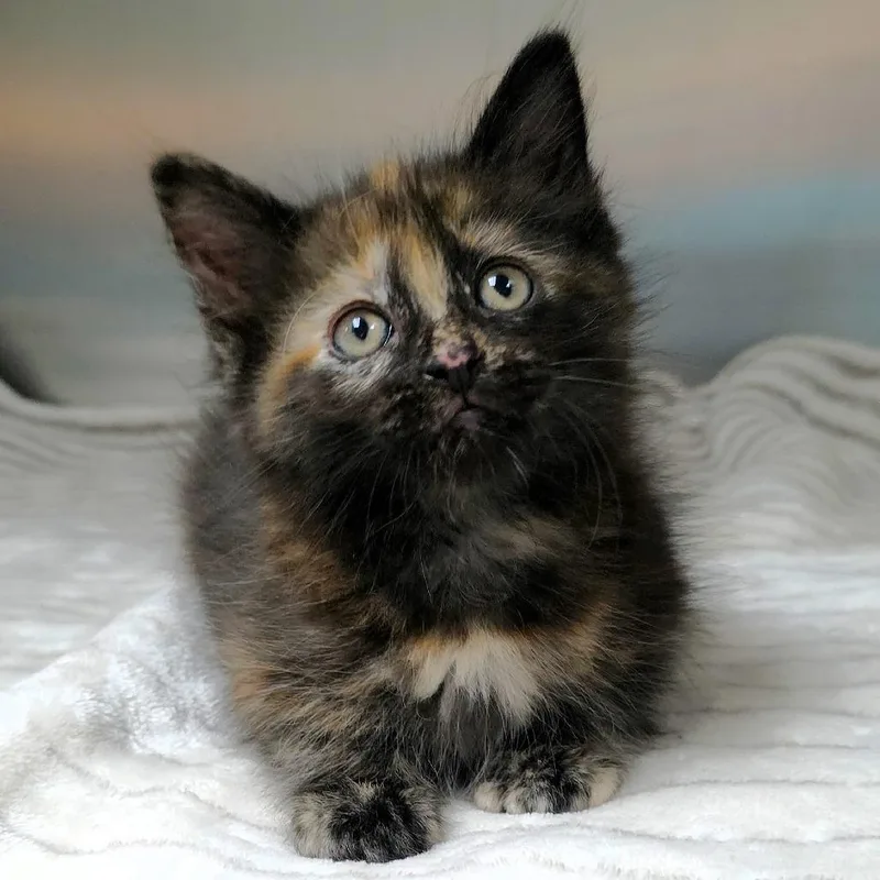 A baby small-sized female Tortoiseshell Domestic Short Hair cat named Genoa for adoption in Michigan City, IN