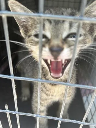 A baby small-sized male Domestic Short Hair cat named Fastball for adoption in Atlanta, GA
