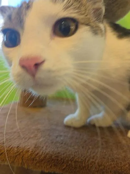 A baby small-sized female Domestic Short Hair cat named Biscotti for adoption in Scottsbluff, NE