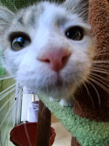 Biscotti thumbnail 3