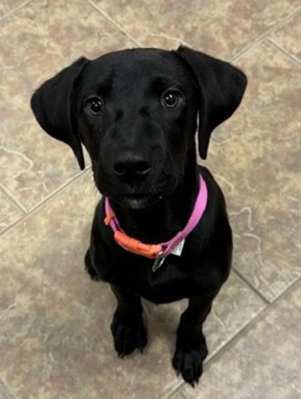 A baby medium-sized male Labrador Retriever dog named Cole for adoption in Littleton, CO