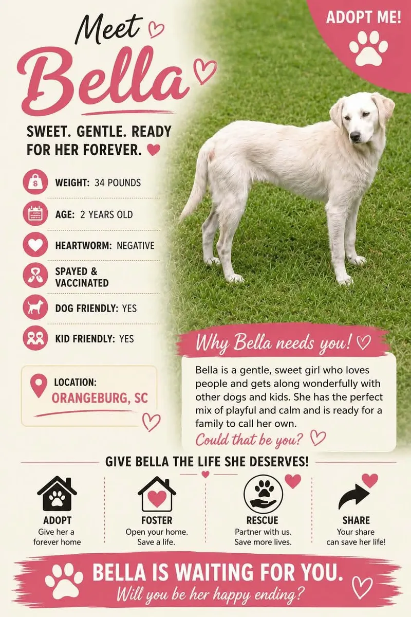 A young medium-sized female Labrador Retriever dog named Bella for adoption in Carmel, NY