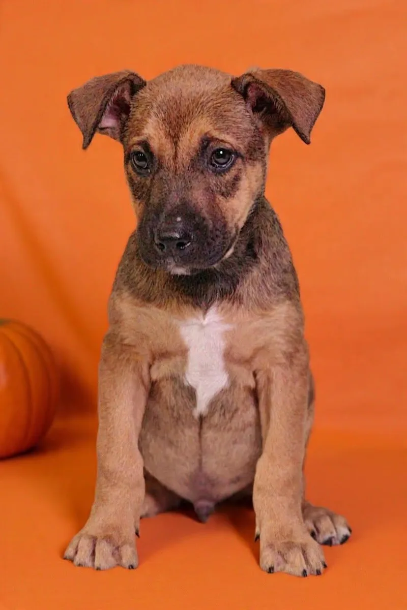 A baby large-sized male Shepherd dog named Hendrix for adoption in Talladega, AL