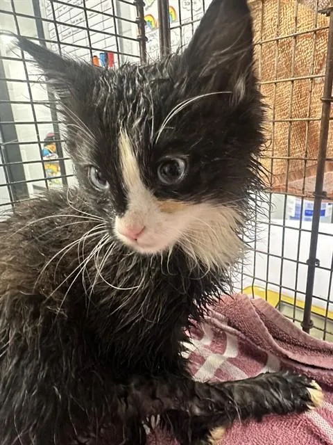 A baby medium-sized male Domestic Long Hair cat named Lonnie for adoption in Kalamazoo, MI