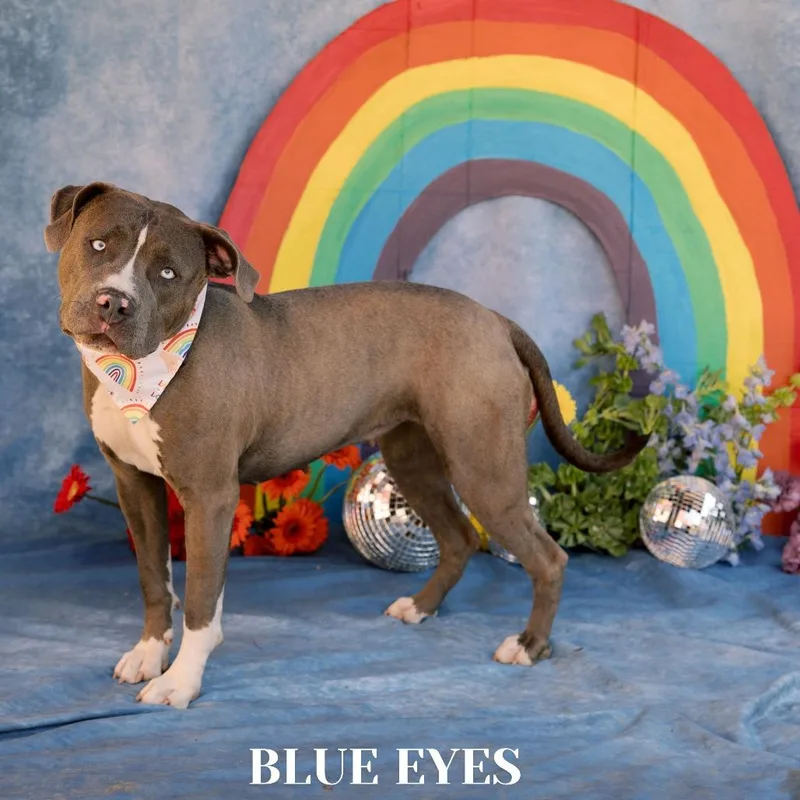 Blue Eyes thumbnail 3