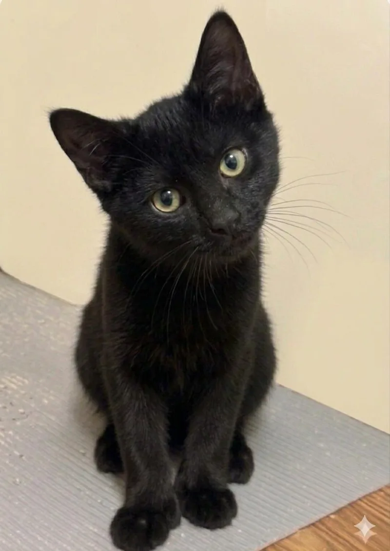 A young medium-sized male Black Domestic Short Hair cat named Sharpie for adoption in Newtown Square, PA