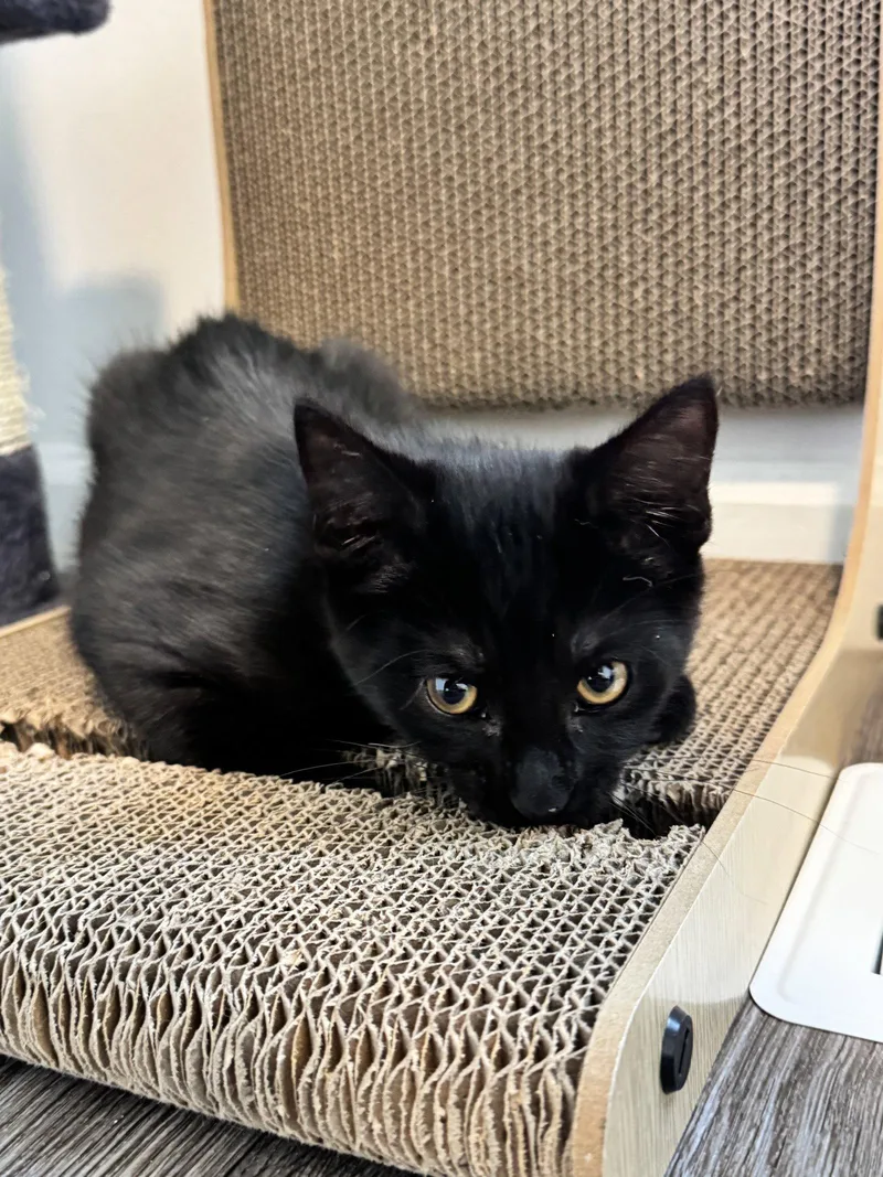 A baby medium-sized male Black Domestic Short Hair cat named Walter for adoption in Georgetown, KY