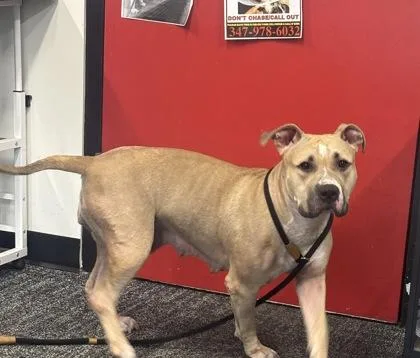 An adult medium-sized female Mixed Breed dog named Shakira for adoption in West Chester, PA