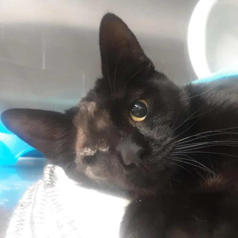 A young medium-sized male Black Domestic Short Hair cat named Raven for adoption in Spokane, WA