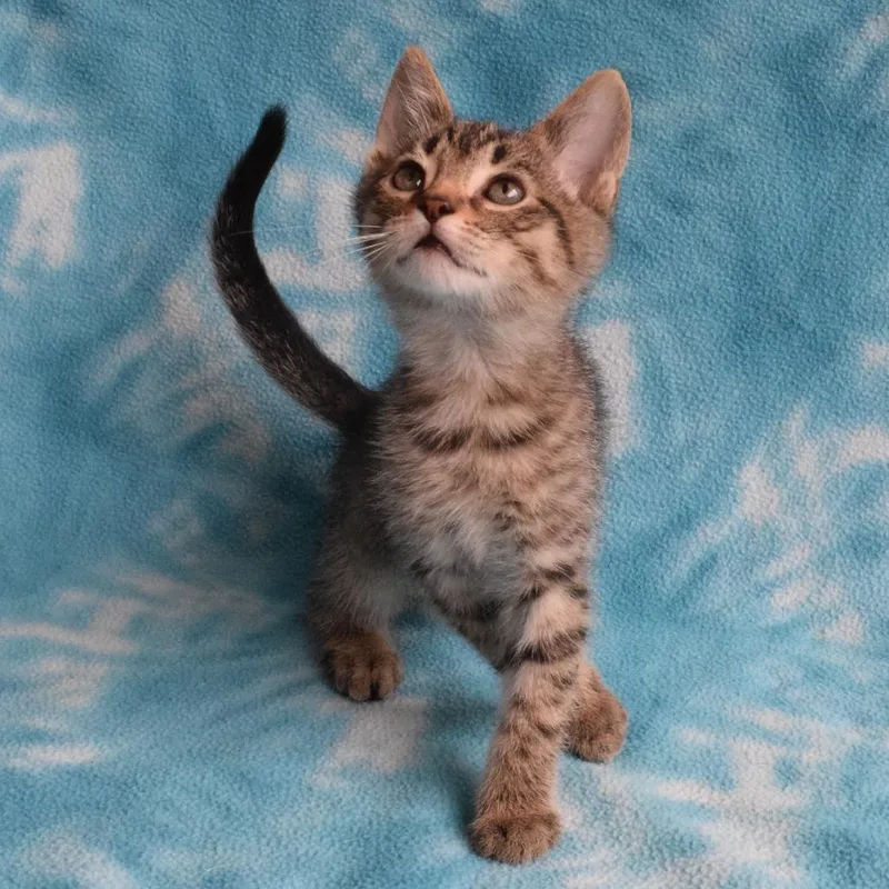 A baby small-sized male Brown / Chocolate Domestic Short Hair cat named Mister for adoption in Eureka, CA