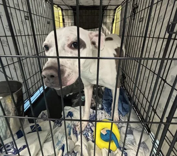A young medium-sized female Mixed Breed dog named Silly Goose for adoption in Ridgewood, NY