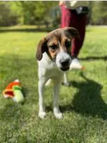 An adult medium-sized male Mixed Breed dog named Roo for adoption in West Chester, PA